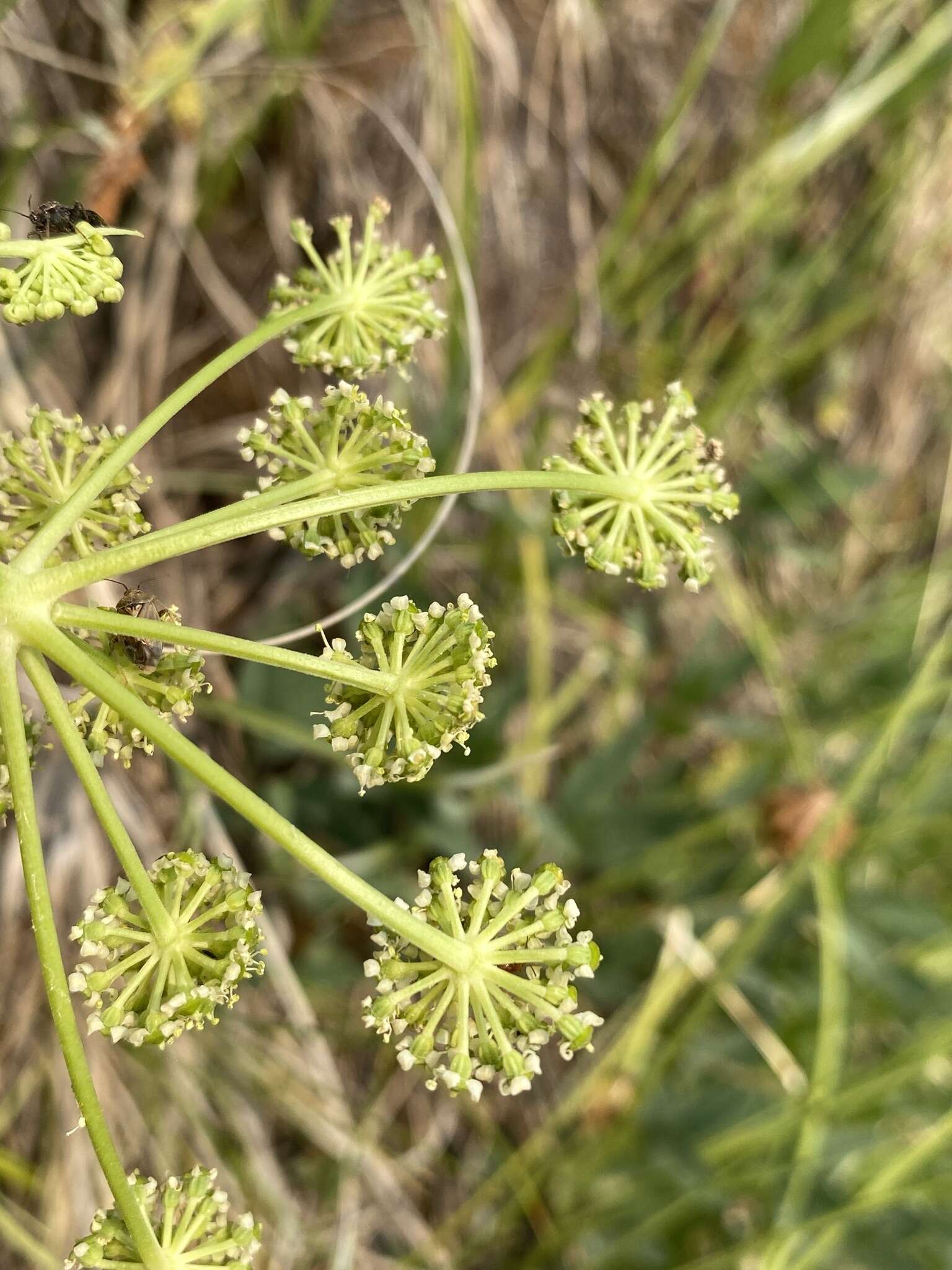 Image of Small-Leaf Angelica