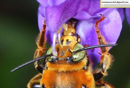 Image of Anthophora deserticola Morawitz 1873