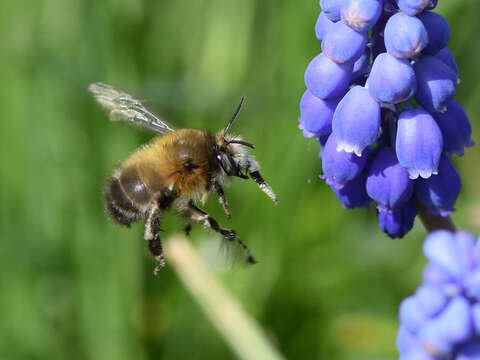 Image of Anthophora plumipes (Pallas 1772)