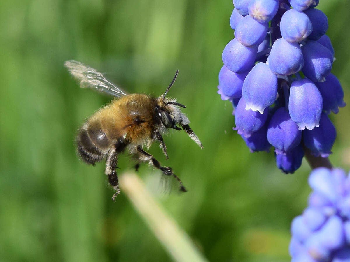 Image de Anthophora plumipes (Pallas 1772)