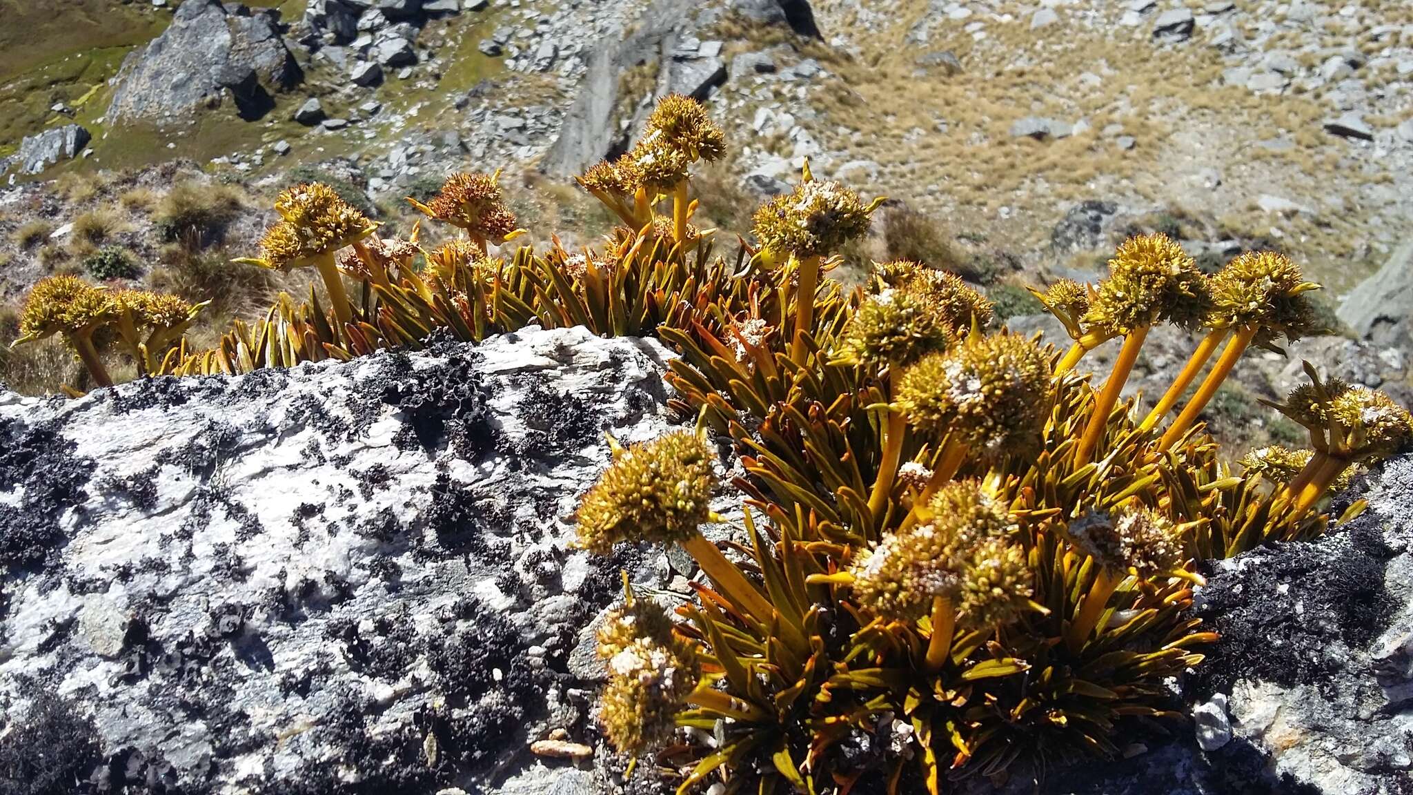 Image of Aciphylla simplex Petrie