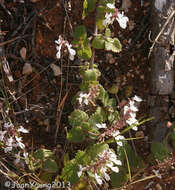 Image of Plectranthus madagascariensis (Pers.) Benth.