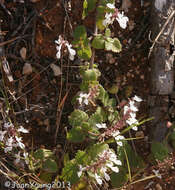 صورة Plectranthus madagascariensis (Pers.) Benth.