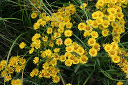 Image of Inula linariifolia Turcz.