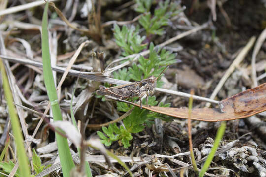 Baeacris punctulata (Thunberg 1824)的圖片