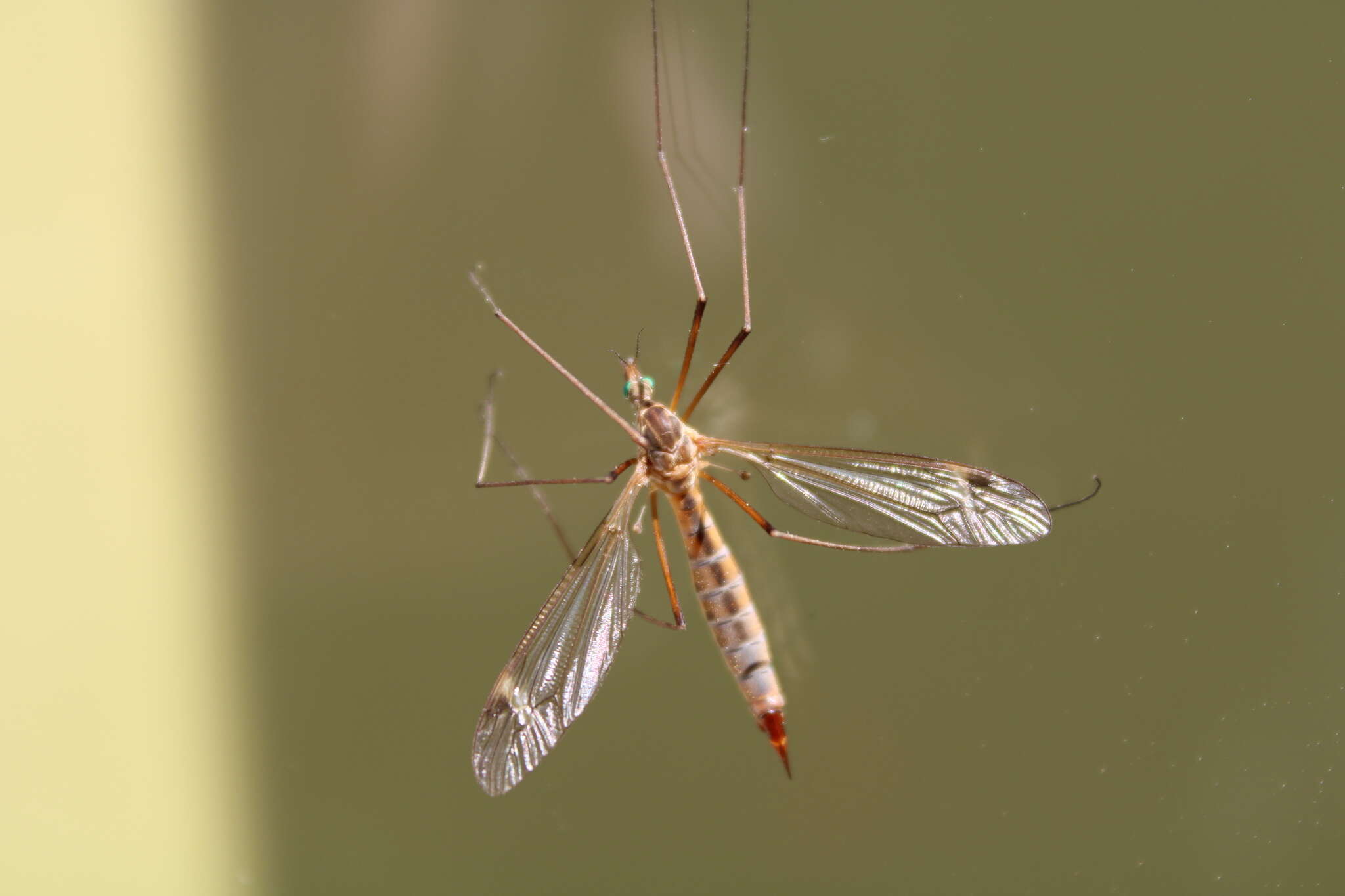 Image of Tipula (Lunatipula) bezzii Mannheims & Theowald 1959