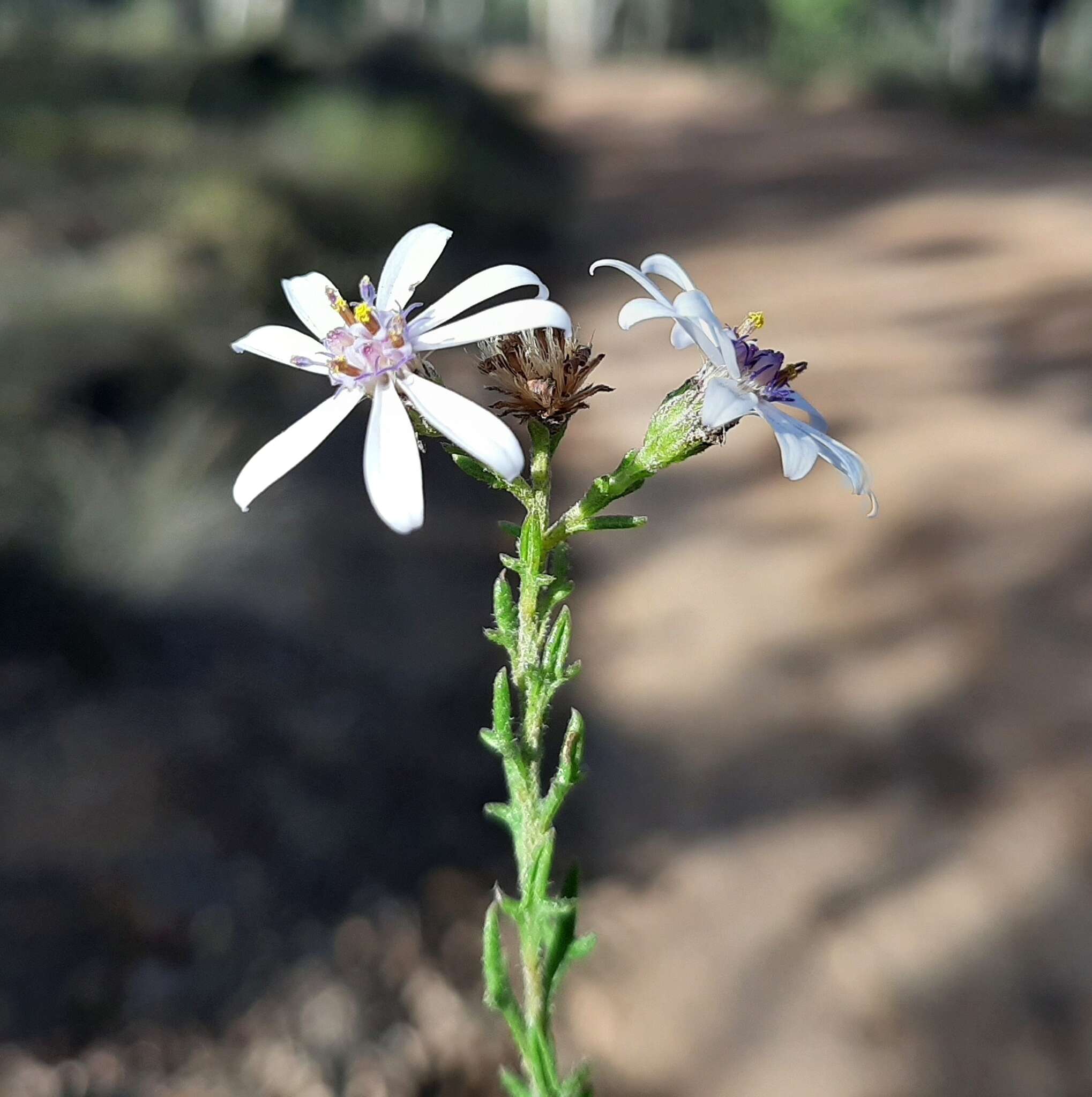 Sivun Olearia paucidentata (Steetz) F. Müll. ex Benth. kuva