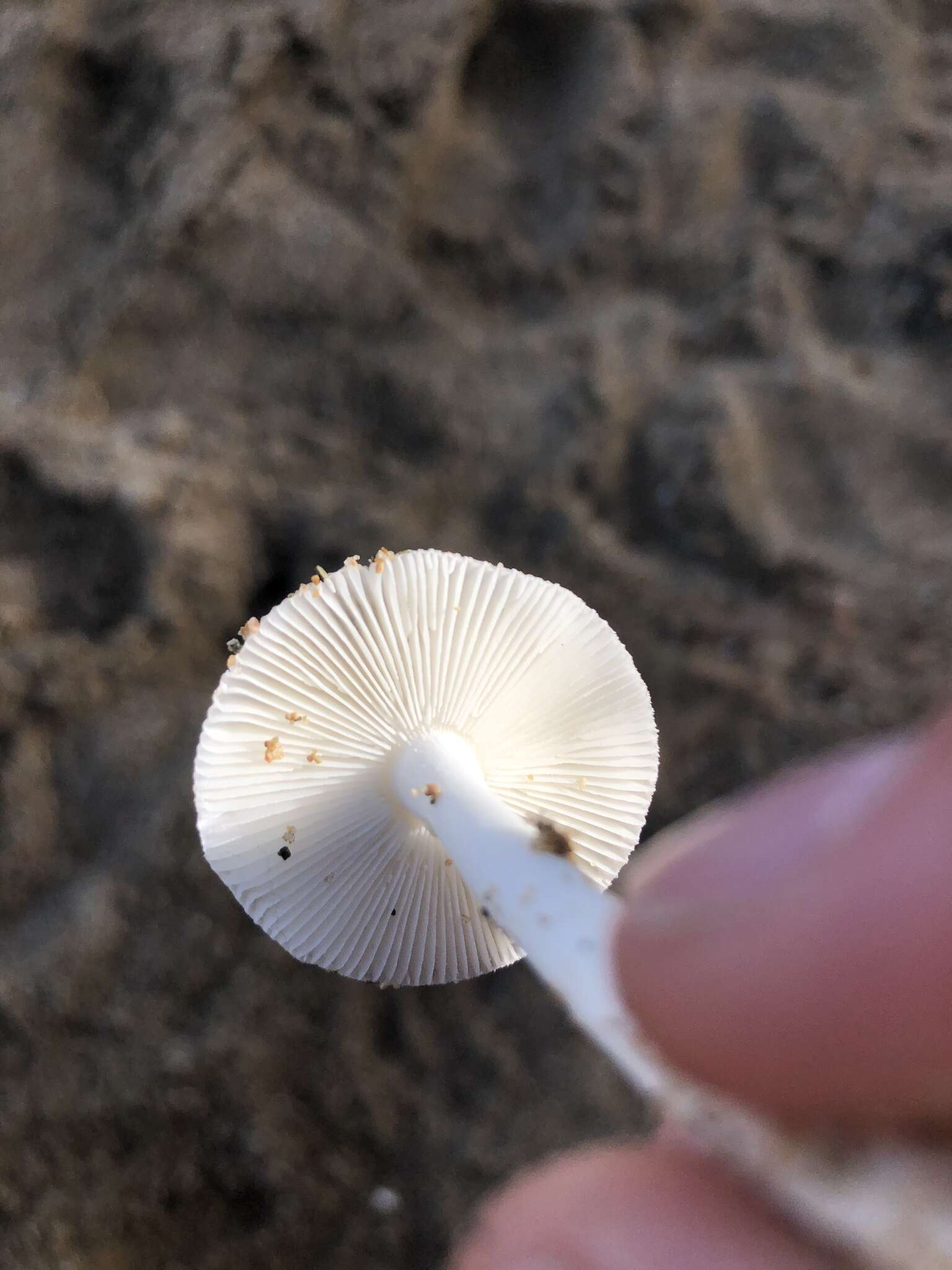 Image of Amanita arenicola O. K. Mill. & Lodge 2000