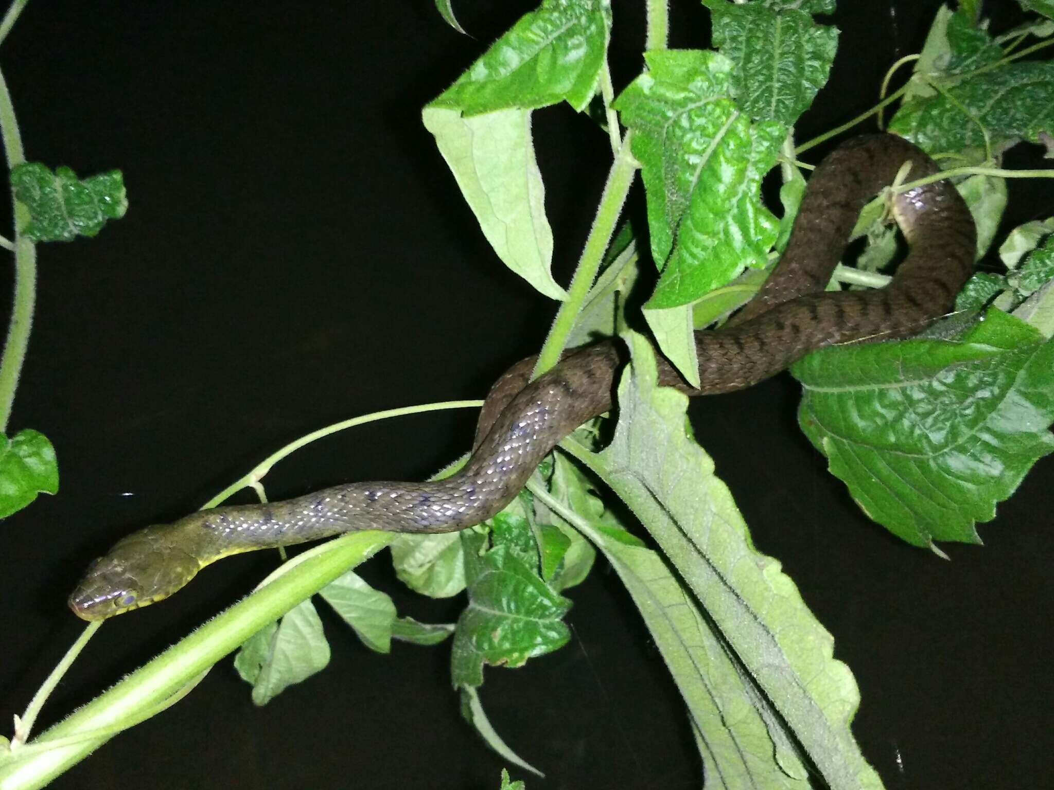 Image of Red-sided Keelback Water Snake