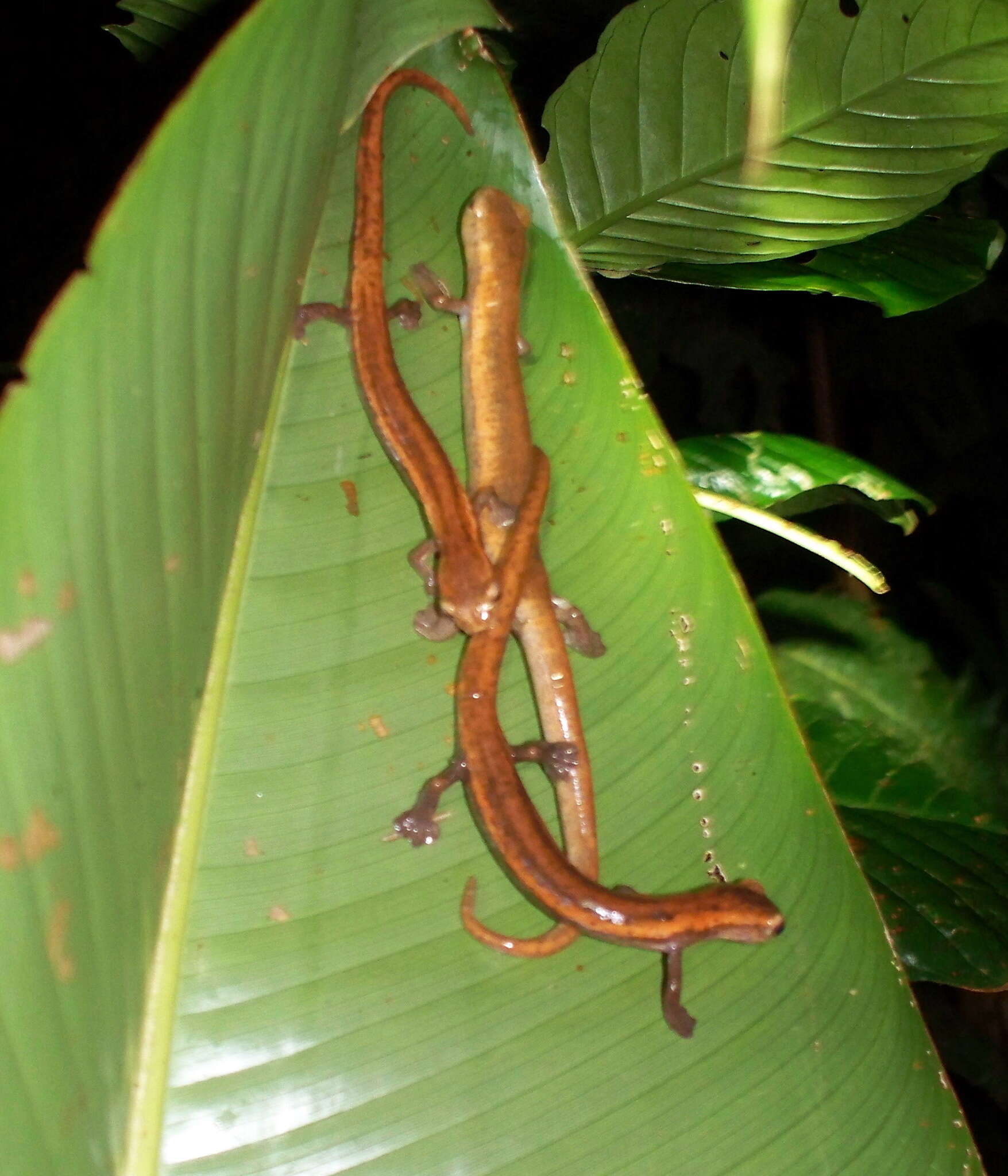 Image of Salamandra De Mombacho