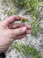 Cyperus filiculmis Vahl resmi