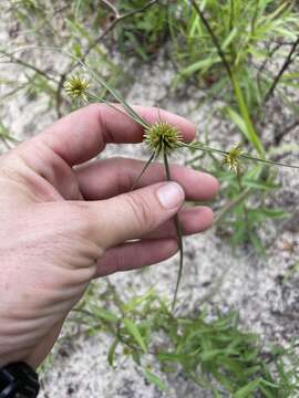 Imagem de Cyperus filiculmis Vahl