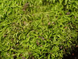 Image of timmiella moss