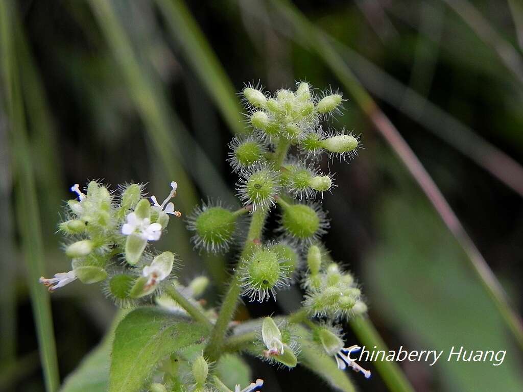 Image of Circaea cordata Royle