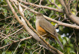 Imagem de Turdus rufiventris Vieillot 1818