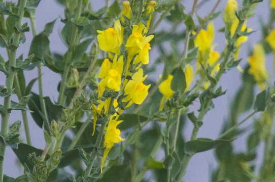 Plancia ëd Linaria dalmatica (L.) Mill.