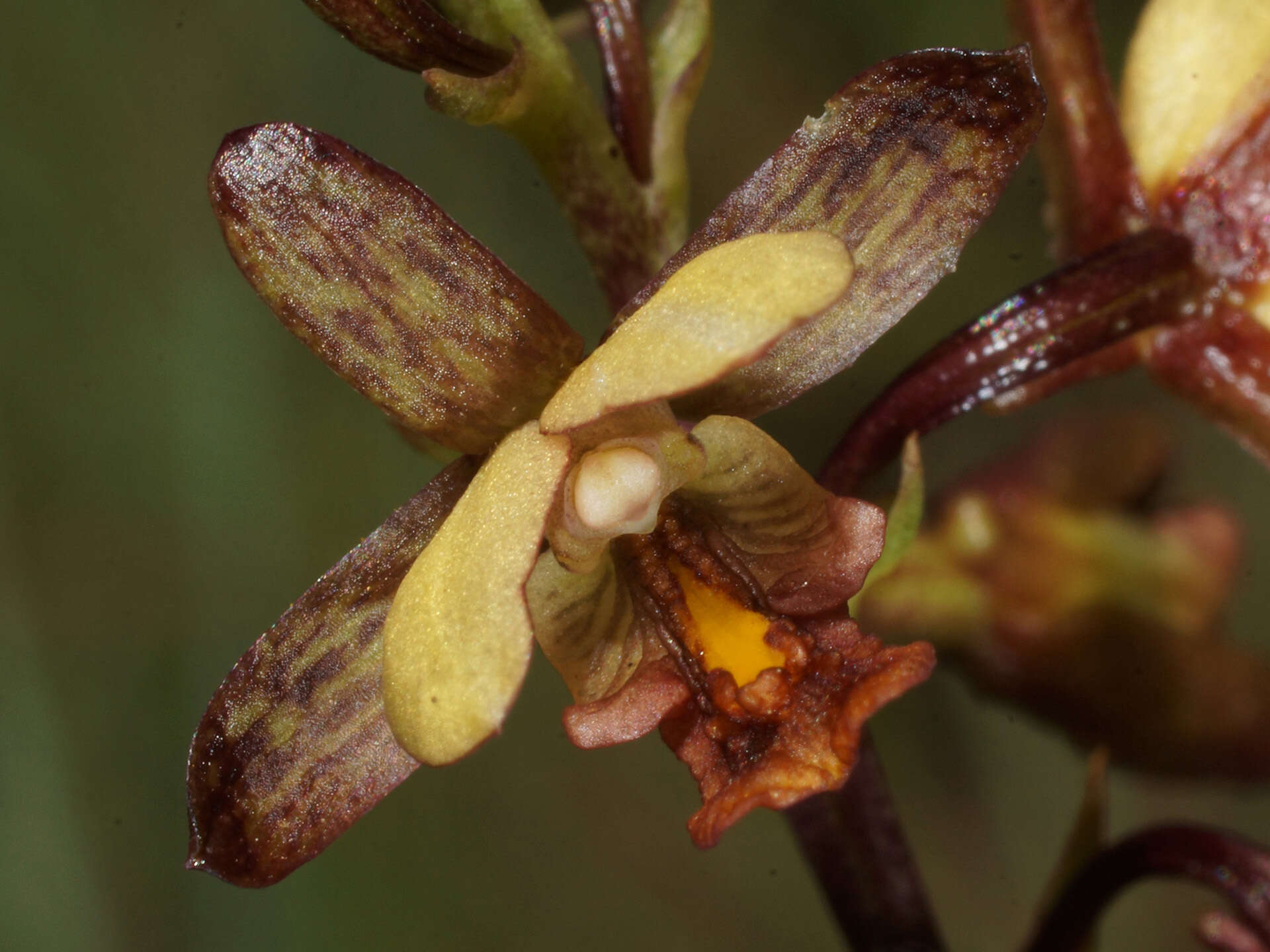 Image de Eulophia tenella Rchb. fil.