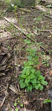 Image of pineland lobelia