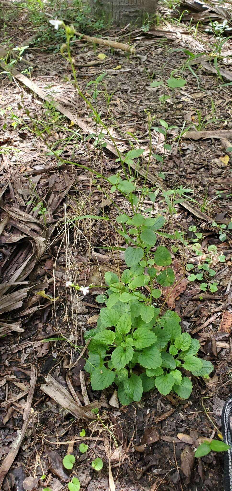 صورة Lobelia homophylla E. Wimm.