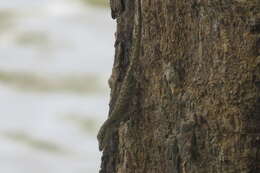 Image of Veronica's  Anole