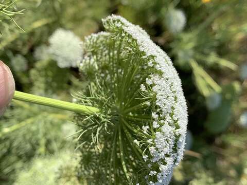 Visnaga resmi