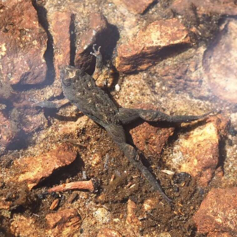 Image of Brown Froglet