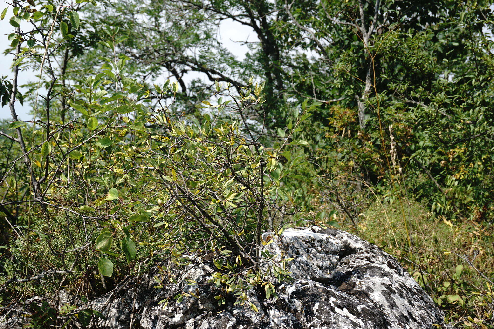 Image of Daphne sophia subsp. taurica (Kotov) J. J. Halda