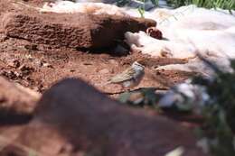 Image of Spizella passerina arizonae Coues 1872
