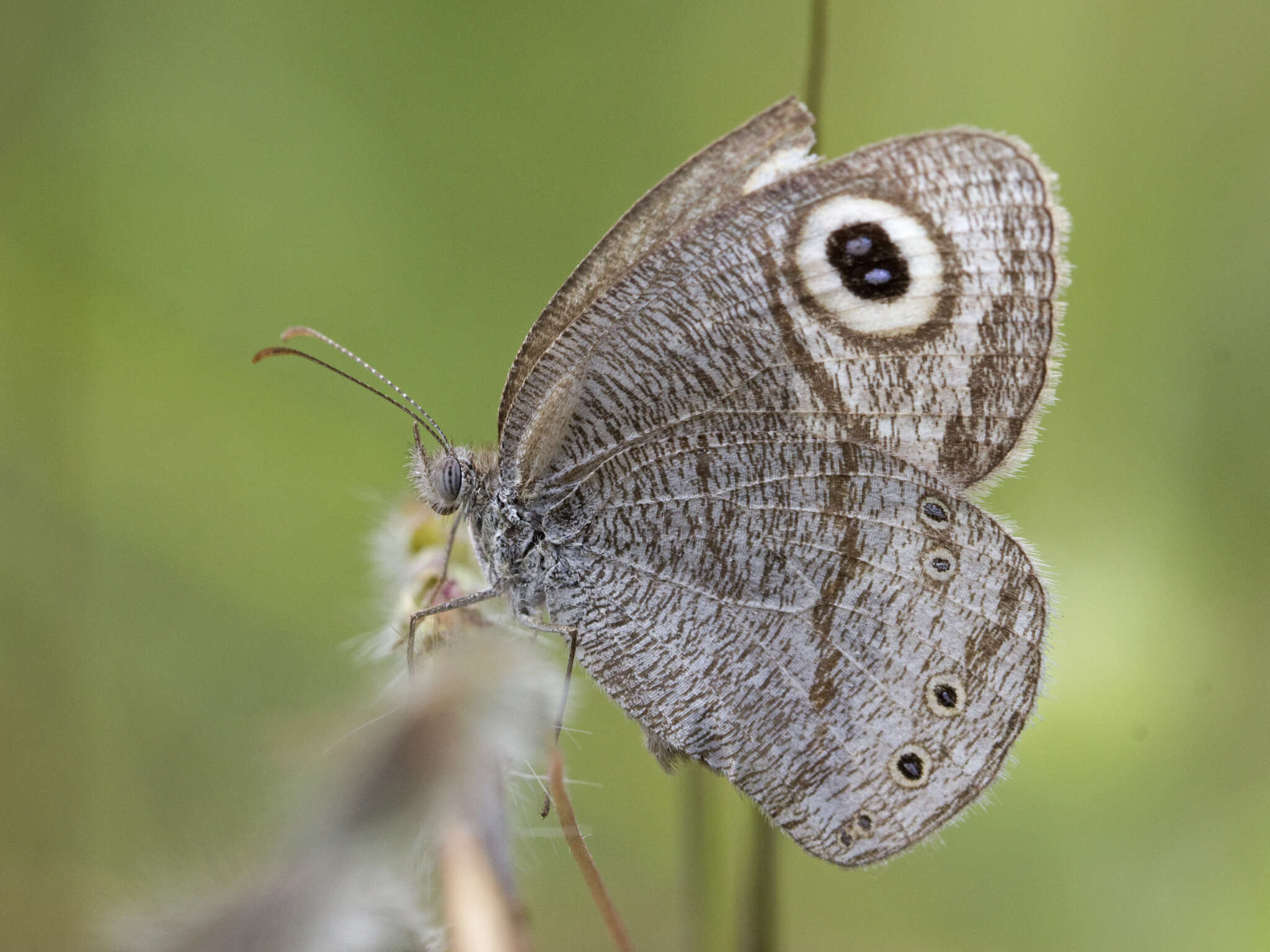 Image de Ypthima striata