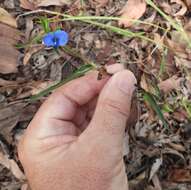 Commelina lanceolata R. Br.的圖片