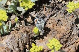 Euphilotes battoides (Behr 1867)的圖片