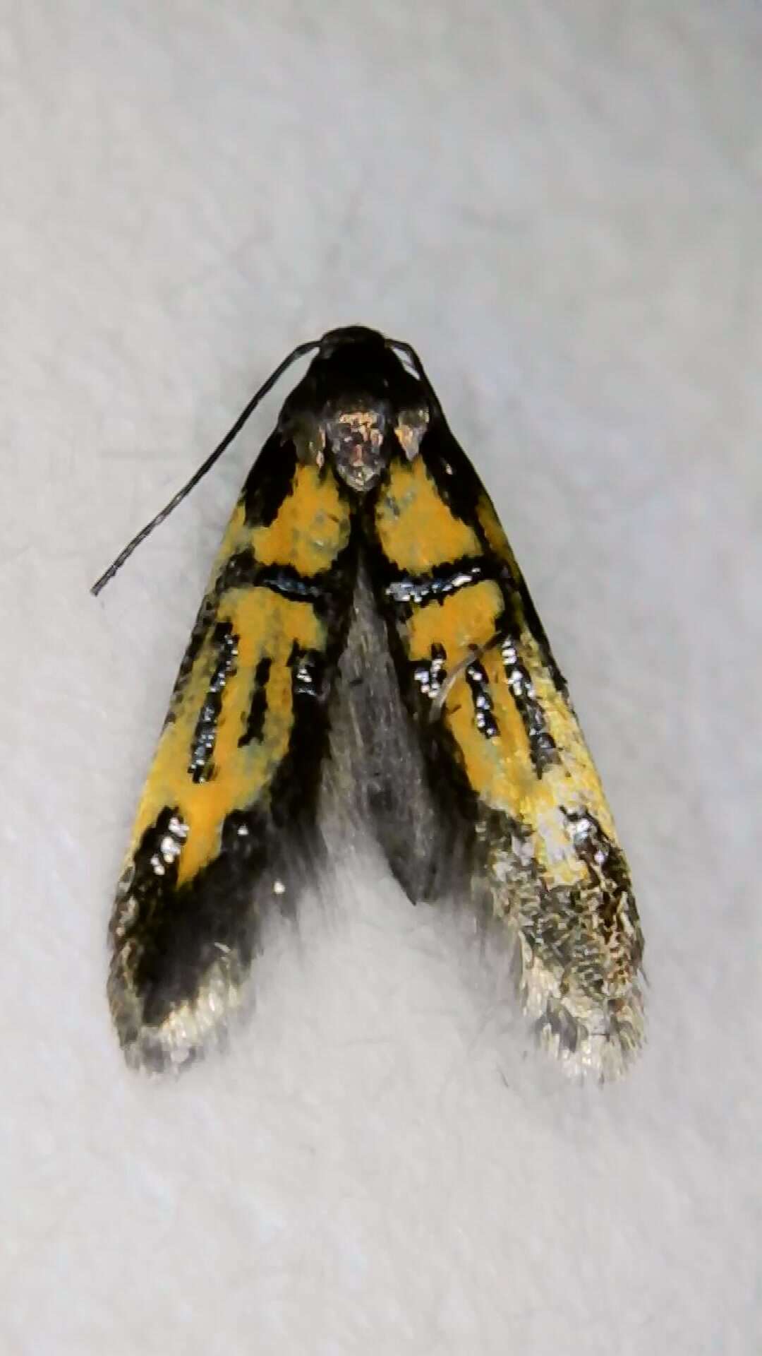 Image of Schiffermuelleria schaefferella Linnaeus 1758
