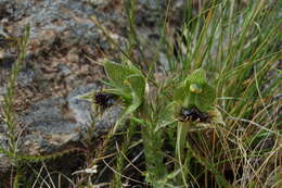 Image of Bipinnula penicillata (Rchb. fil.) Cisternas & Salazar