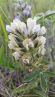 Image of large Indian breadroot