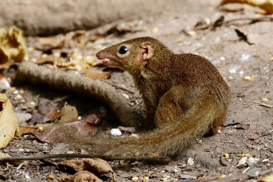 Image of Northern Tree Shrew