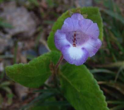 Image of Eucodonia andrieuxii (DC.) Wiehler