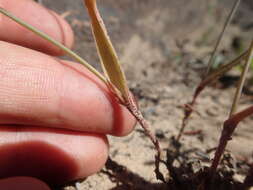 Image of Ornithogalum hispidum Hornem.