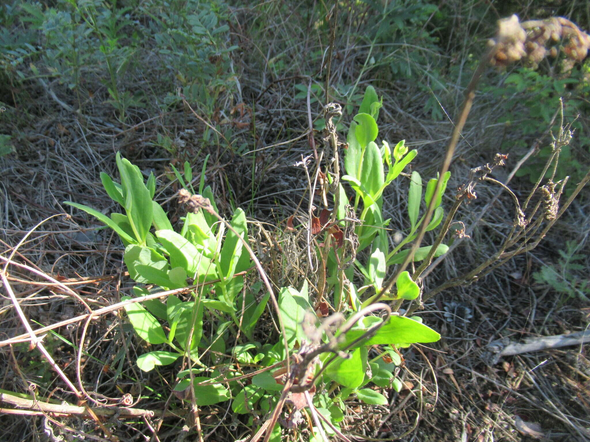 Image of Hylotelephium pallescens (Freyn) H. Ohba