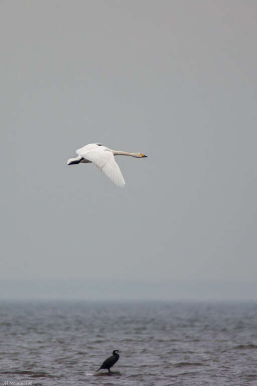 Image of Bewick's swan