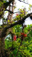 Image of Tillandsia deppeana Steud.