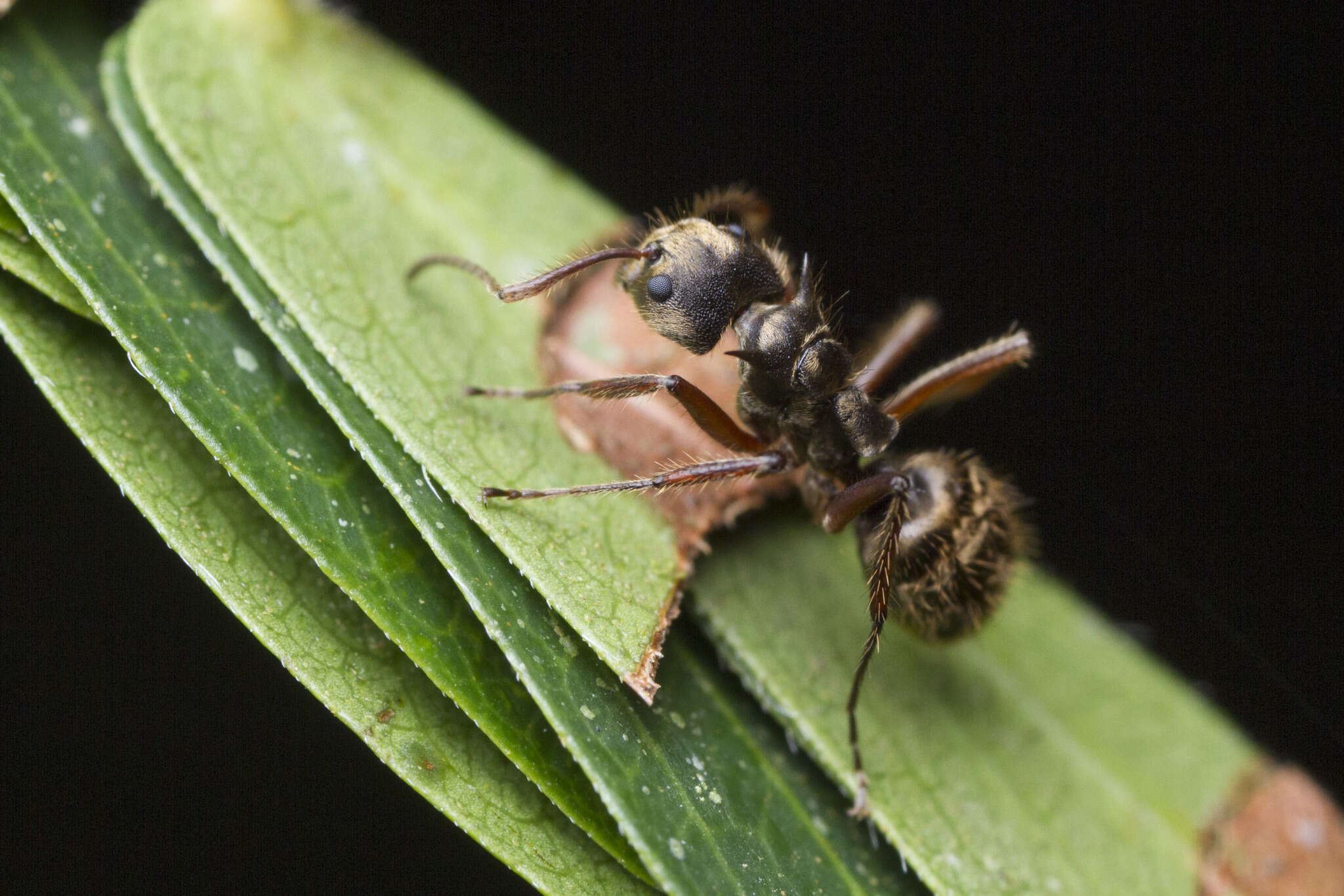 Image of Dolichoderus validus (Kempf 1959)