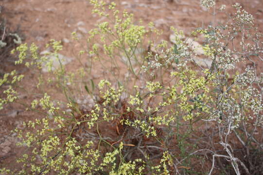 Image of Fredonia buckwheat