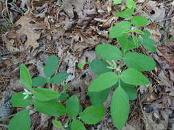 Image of Nuttall's ticktrefoil