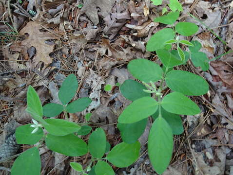 Слика од Desmodium nuttallii (Schindl.) B. G. Schub.