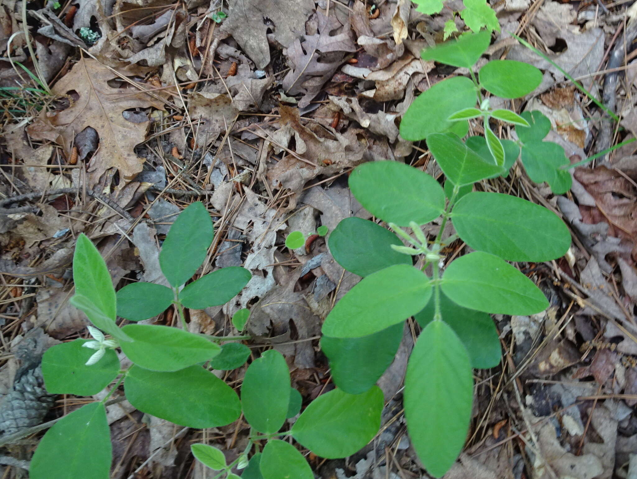 Imagem de Desmodium nuttallii (Schindl.) B. G. Schub.