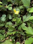 Crotalaria chinensis L. resmi