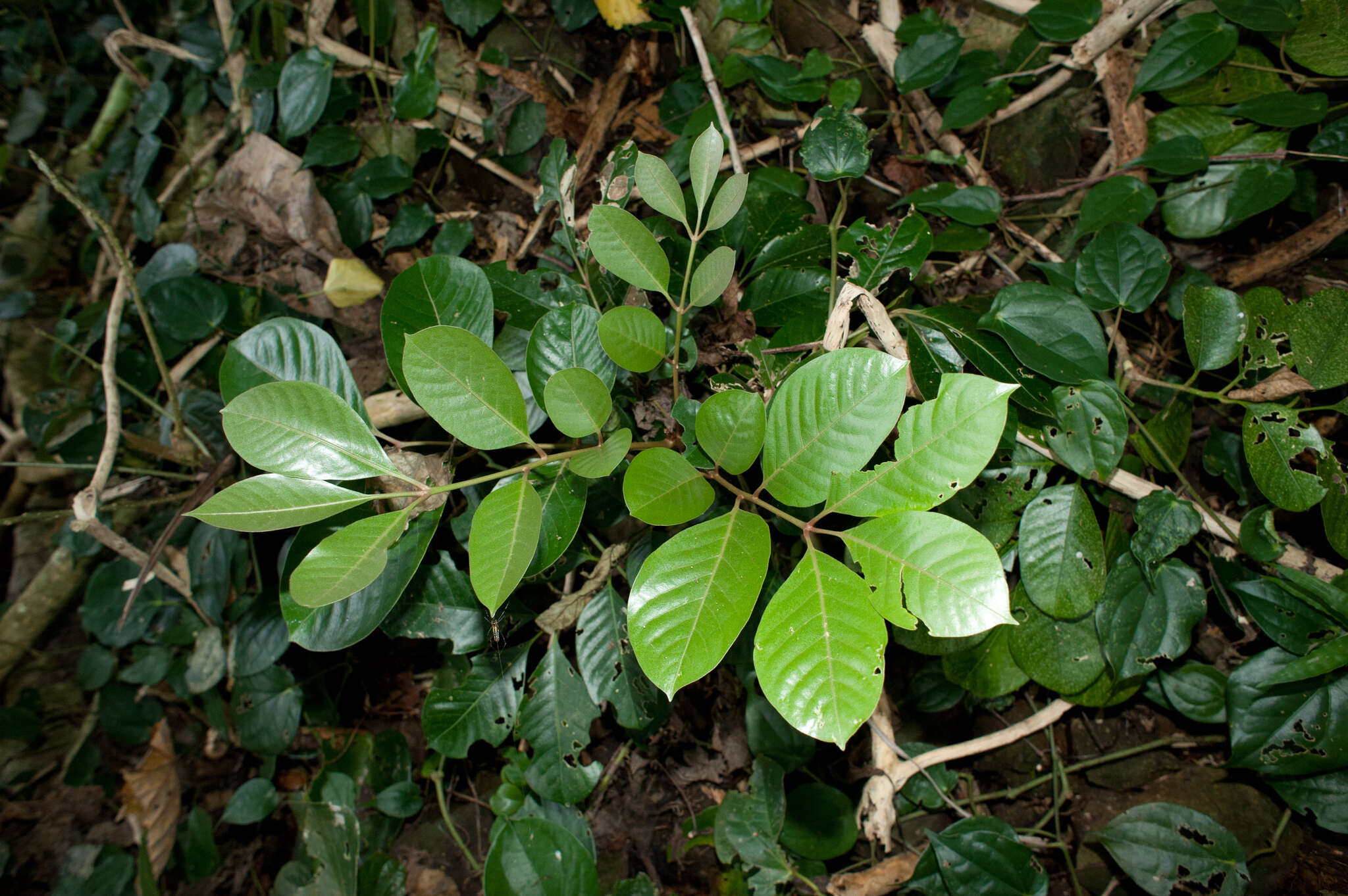 Image of Aglaia rimosa (Blanco) Merr.