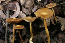 Imagem de Inocybe cryptocystis D. E. Stuntz 1954