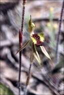 Image of Bow-lip spider orchid