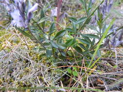 Imagem de Polygala venulosa Sm.